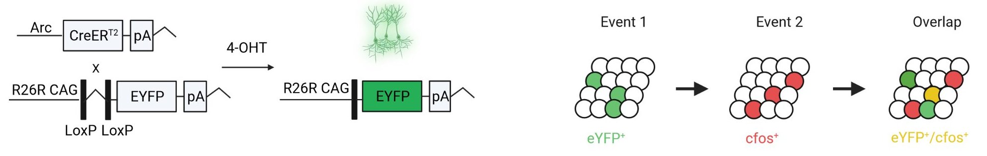 Tagging two ensembles using the ArcCreERT2 mouse line